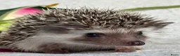 Pygmy Hedgehog rodents for sale: African Pygmy Hedgehog Ethically Bred Girl  - Advert 19
