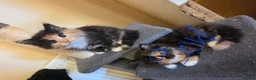 Mixed Breed cats for sale: 2 beautiful kittens  - Advert 2