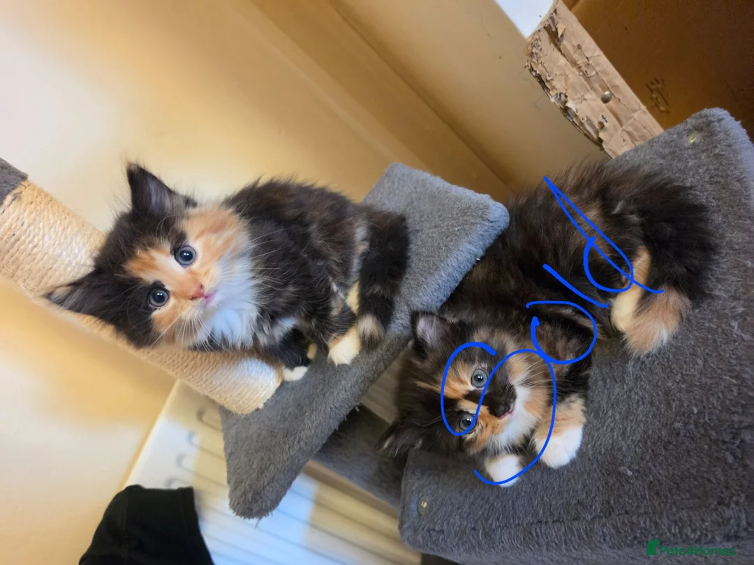 Mixed Breed cats for sale: 2 beautiful kittens  - Advert 2