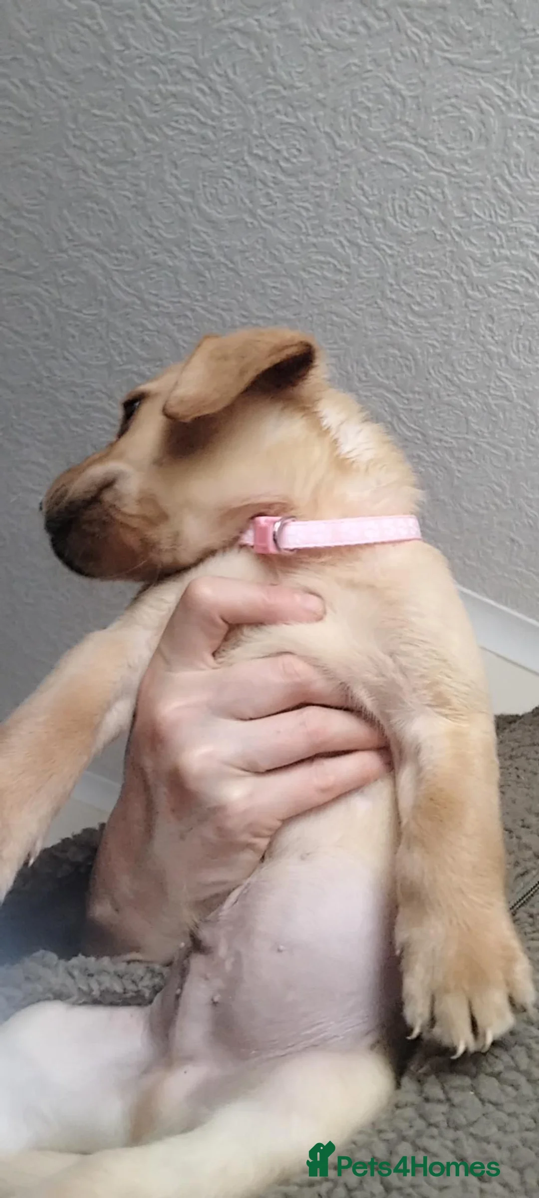 Labrador Retriever dogs for sale: Here come the boys! - Advert 2