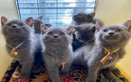 British Shorthair cats for sale: 7 Chunky British Blue Shorthair Kittens for Sale - Image 2