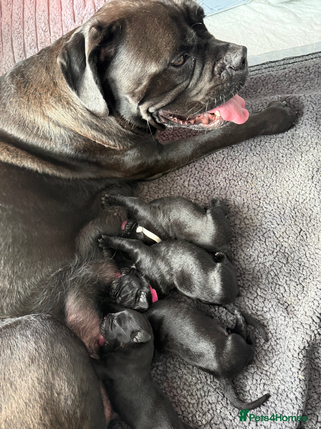 Cane Corso dogs for sale: CANE CORSO PUPS - Image 16
