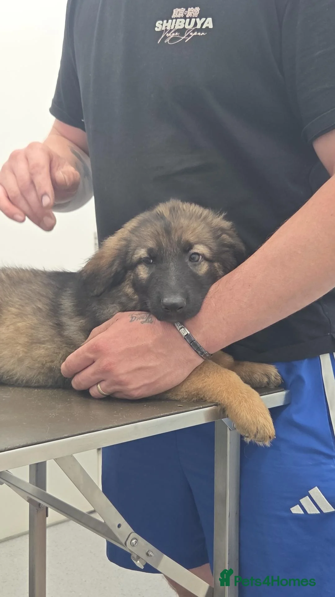 German Shepherd dogs for sale: German Shepherd Puppies - Advert 2