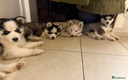Siberian Husky dogs for sale: Siberian husky  - Image 8