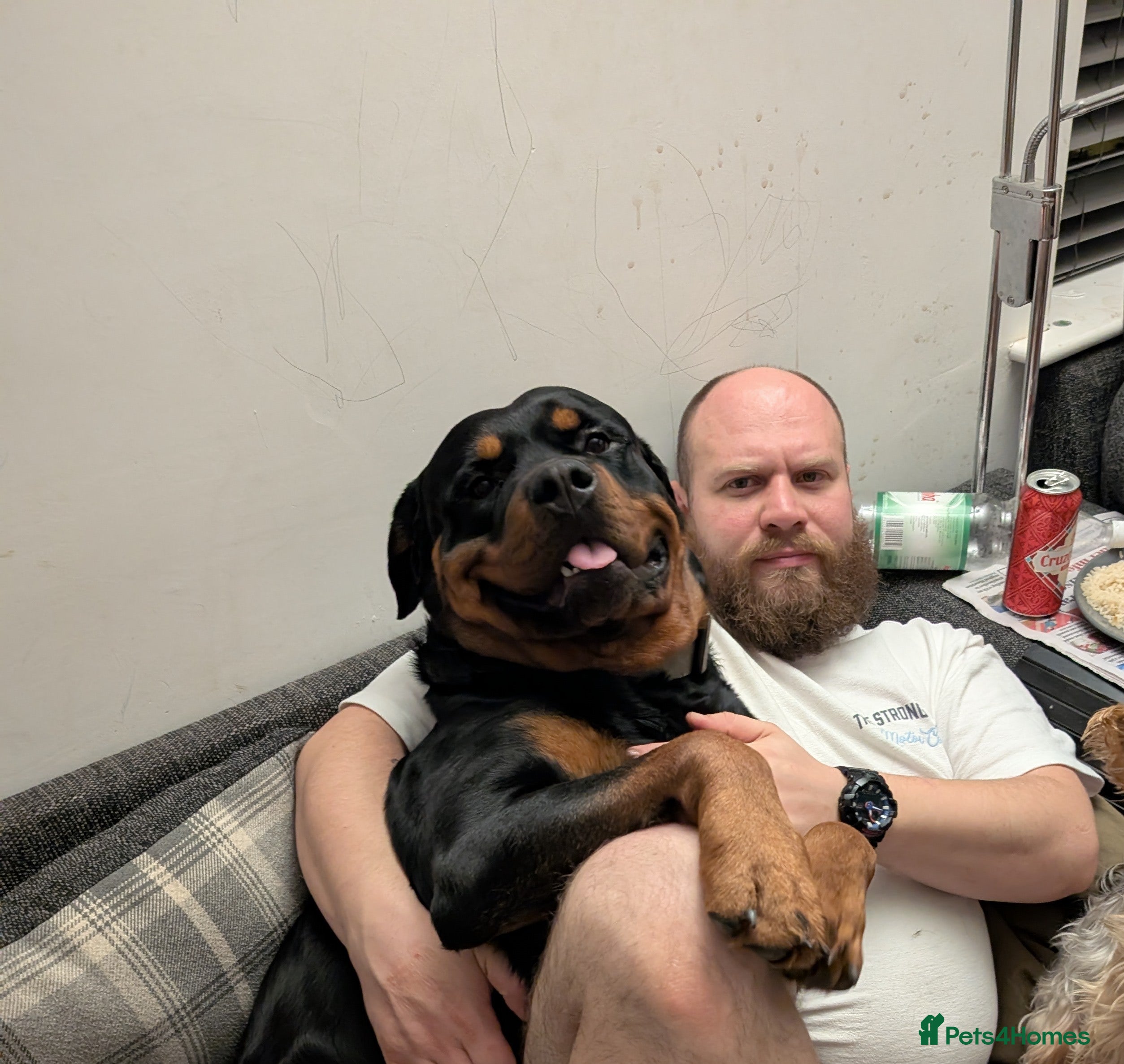 Rottweiler dogs Proven lovely nature big boy for stud in Middlesbrough - Advert 2