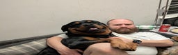 Rottweiler dogs for stud: Proven lovely nature big boy for stud in Middlesbrough - Advert 1
