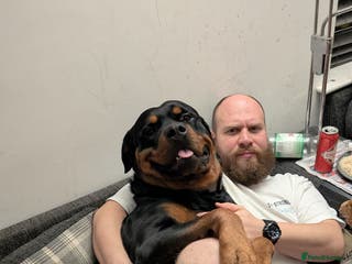 Rottweiler dogs Proven lovely nature big boy for stud in Middlesbrough - Advert 13