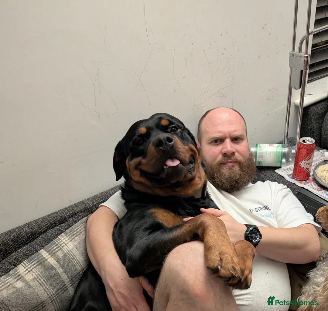 Rottweiler dogs for stud: Proven lovely nature big boy for stud in Middlesbrough - Advert 4