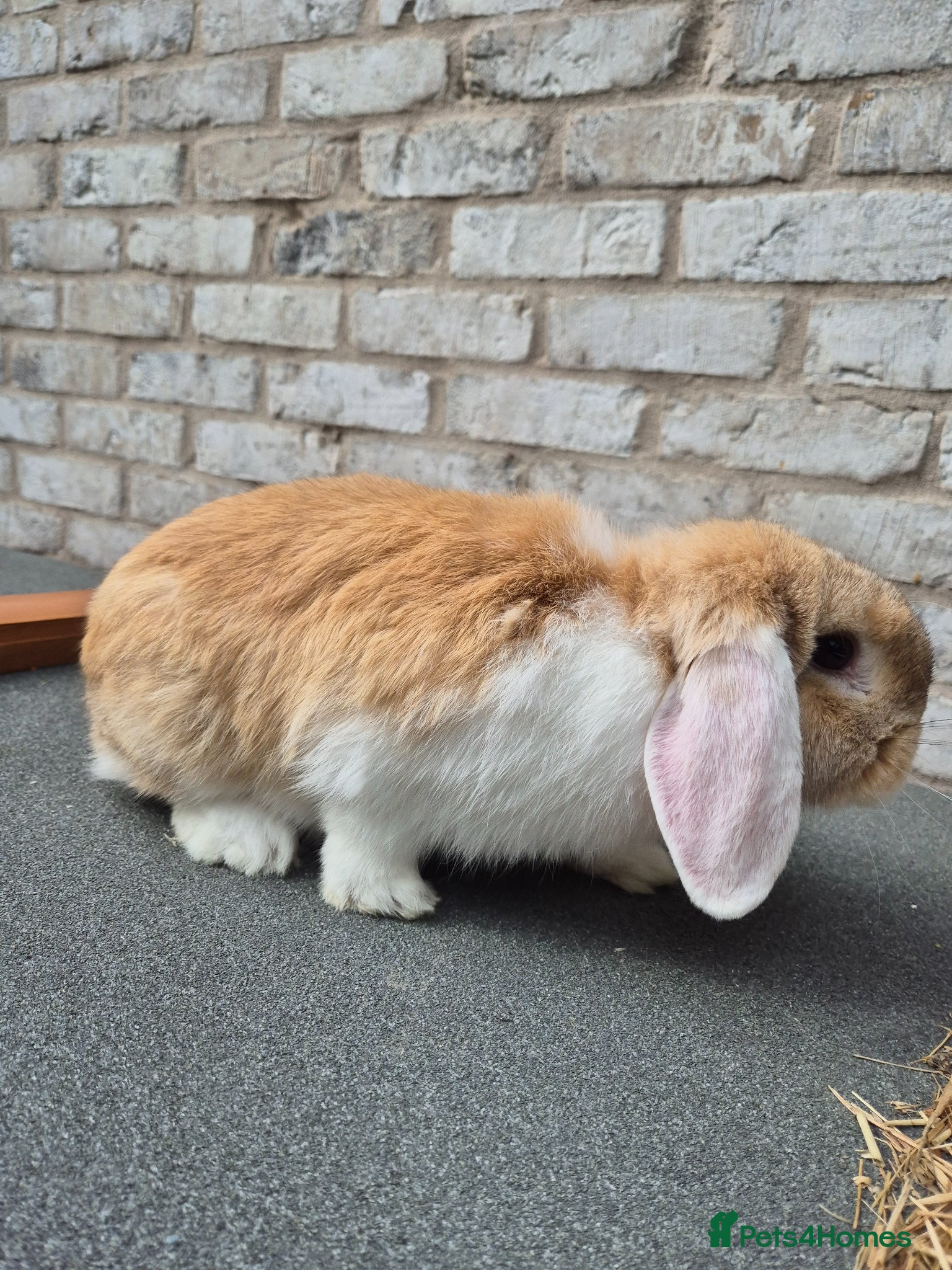 Mini Lop rabbits Mini lop mixed breed female rabbit - Advert 2
