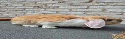 Mini Lop rabbits for sale: Mini lop mixed breed female rabbit - Advert 2