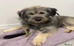 Mixed Breed dogs for adoption: 💙🐶 TEDDI 🐶💙 - Image 4