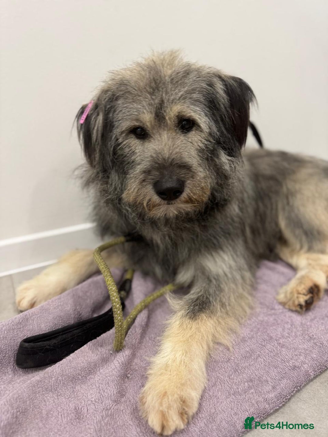 Mixed Breed dogs for adoption: 💙🐶 TEDDI 🐶💙 - Image 4