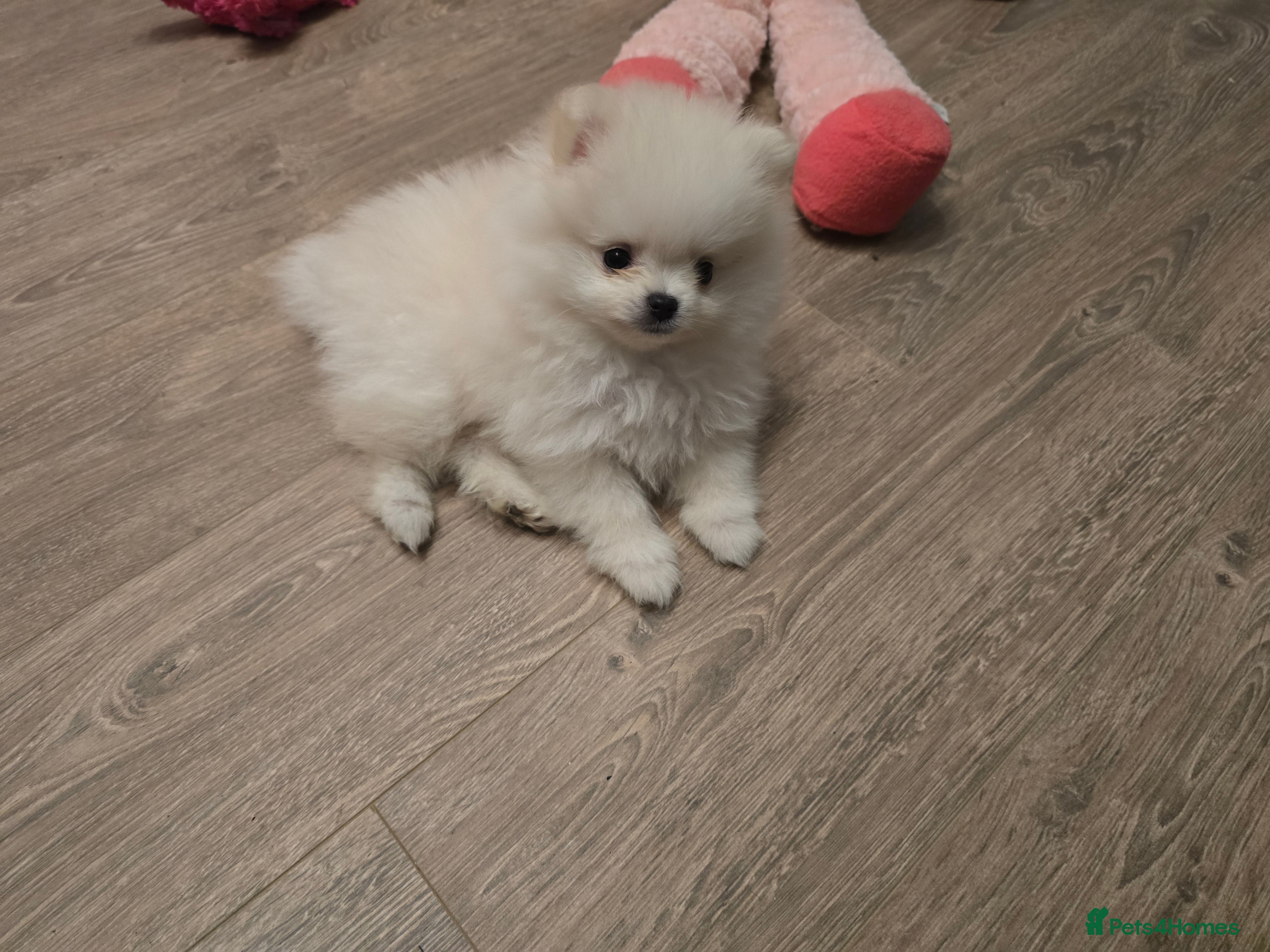 Pomeranian dogs Gorgeous KC White Pomeranians - Advert 18