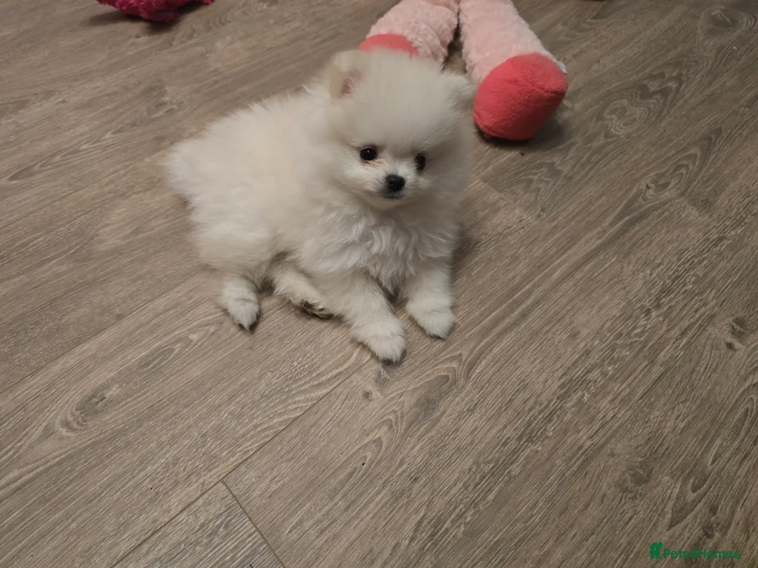 Pomeranian dogs for sale: Gorgeous KC White Pomeranians - Advert 4
