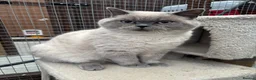 British Shorthair cats for stud: GGCF active British shorthair Blue CP  stud 2yrs - Advert 3