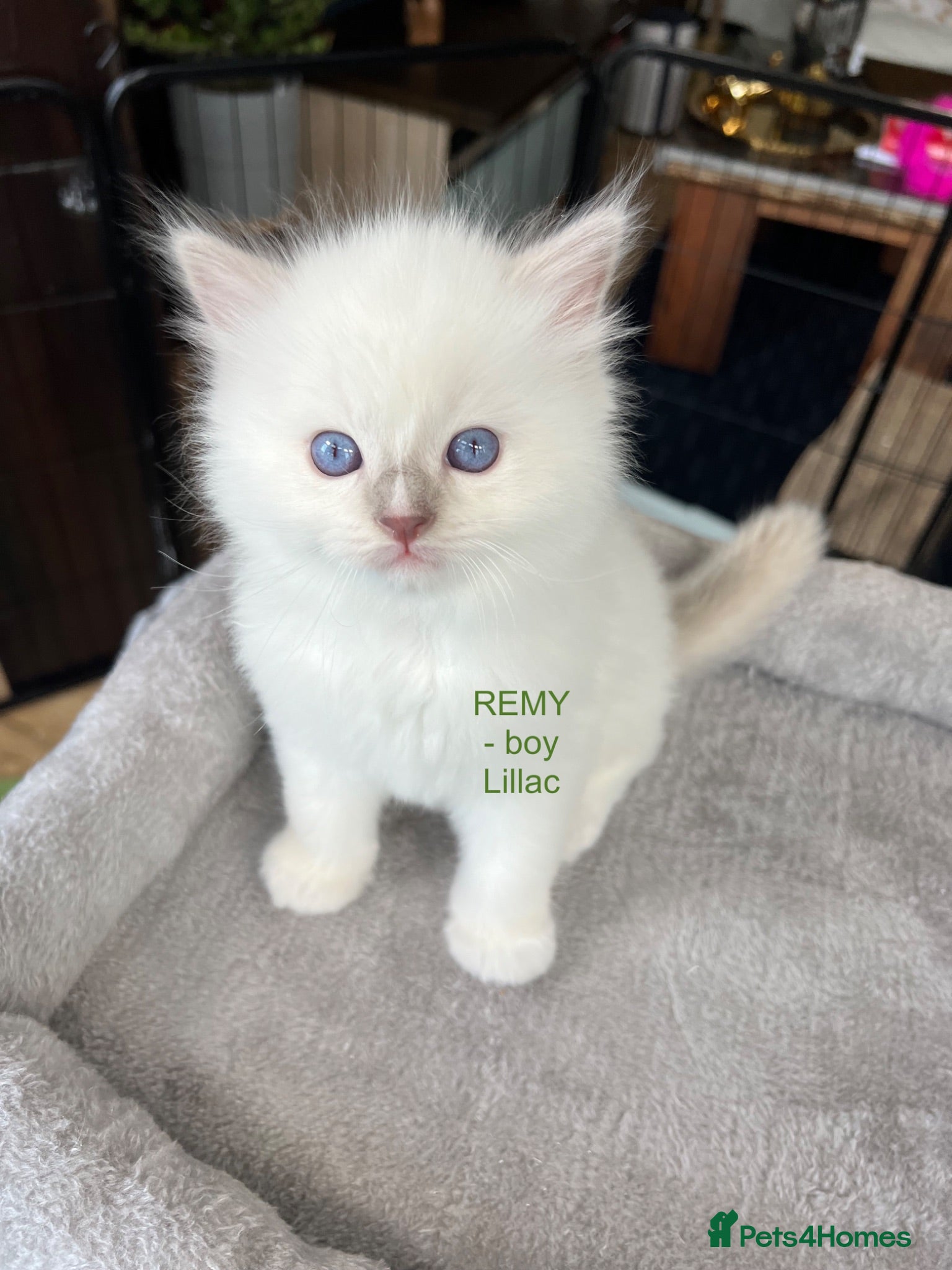 Ragdoll cats Beautiful Ragdoll Pedigree kittens - Advert 2