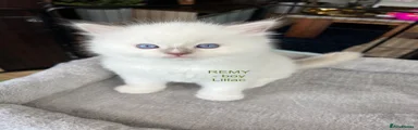 REMY - BOY