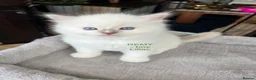 Ragdoll cats for sale: Beautiful Ragdoll Pedigree kittens - Advert 2