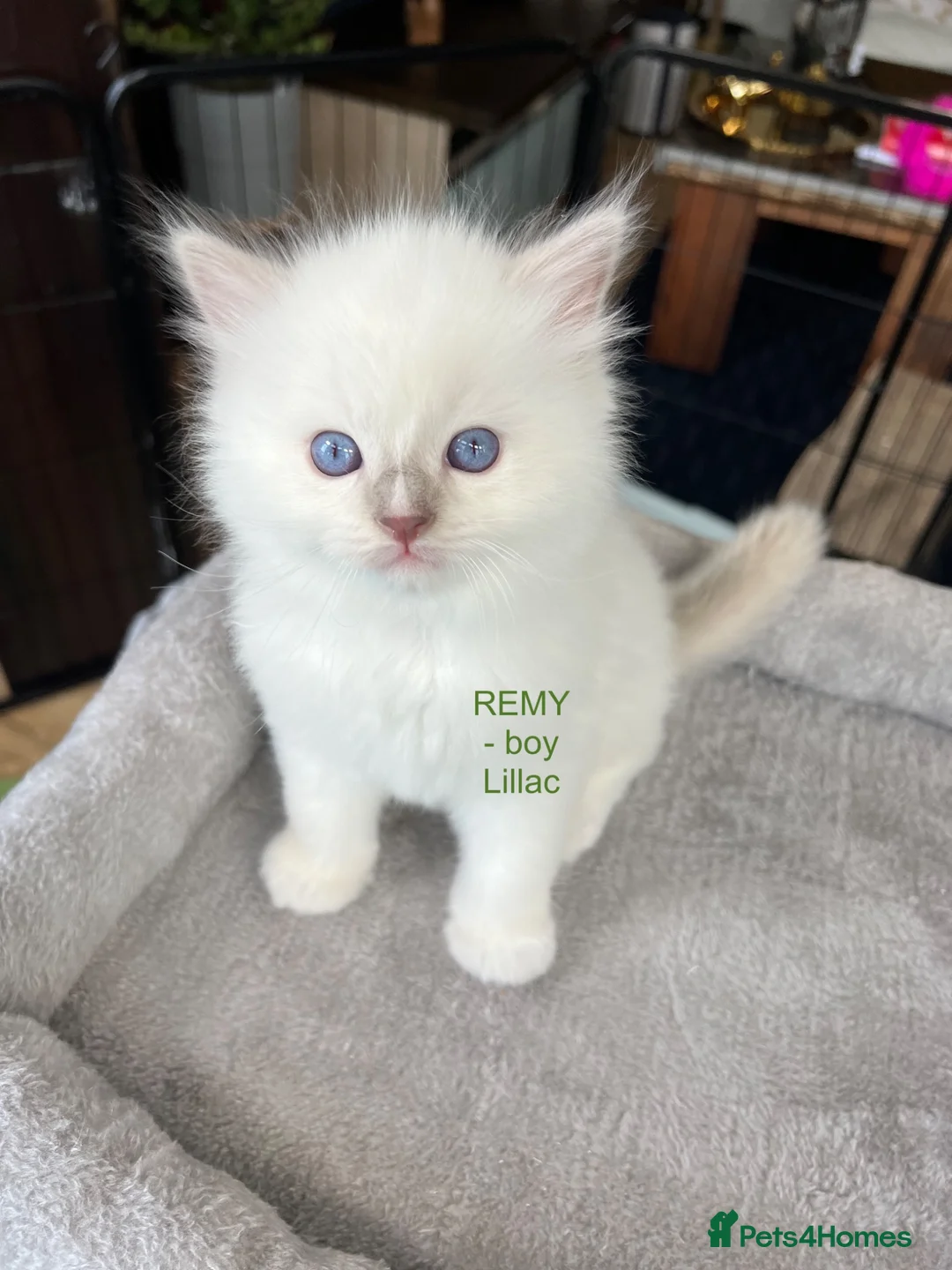 Ragdoll cats for sale: Beautiful Ragdoll Pedigree kittens - Advert 2