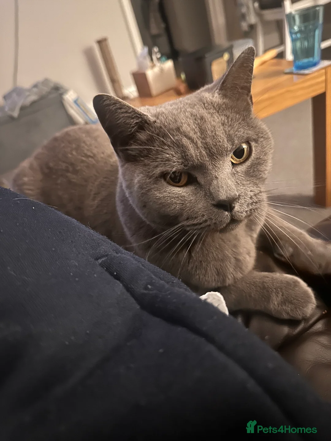 British Shorthair cats for sale: British Blue Male Cat - Advert 4