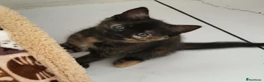 Mixed Breed 4