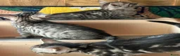 Bengal cats for sale: Bengal beautiful  - Advert 22