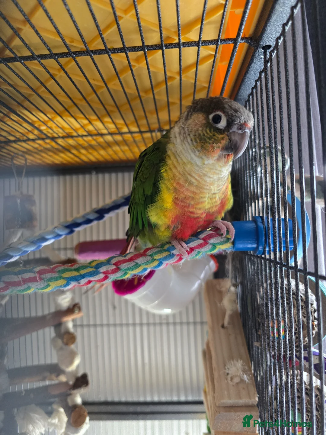 Conures birds for sale: Young Male Green-Cheek Conure - Loving Home Wanted in Chelmsford - Advert 2