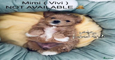Maltipoo dogs - Advert 16