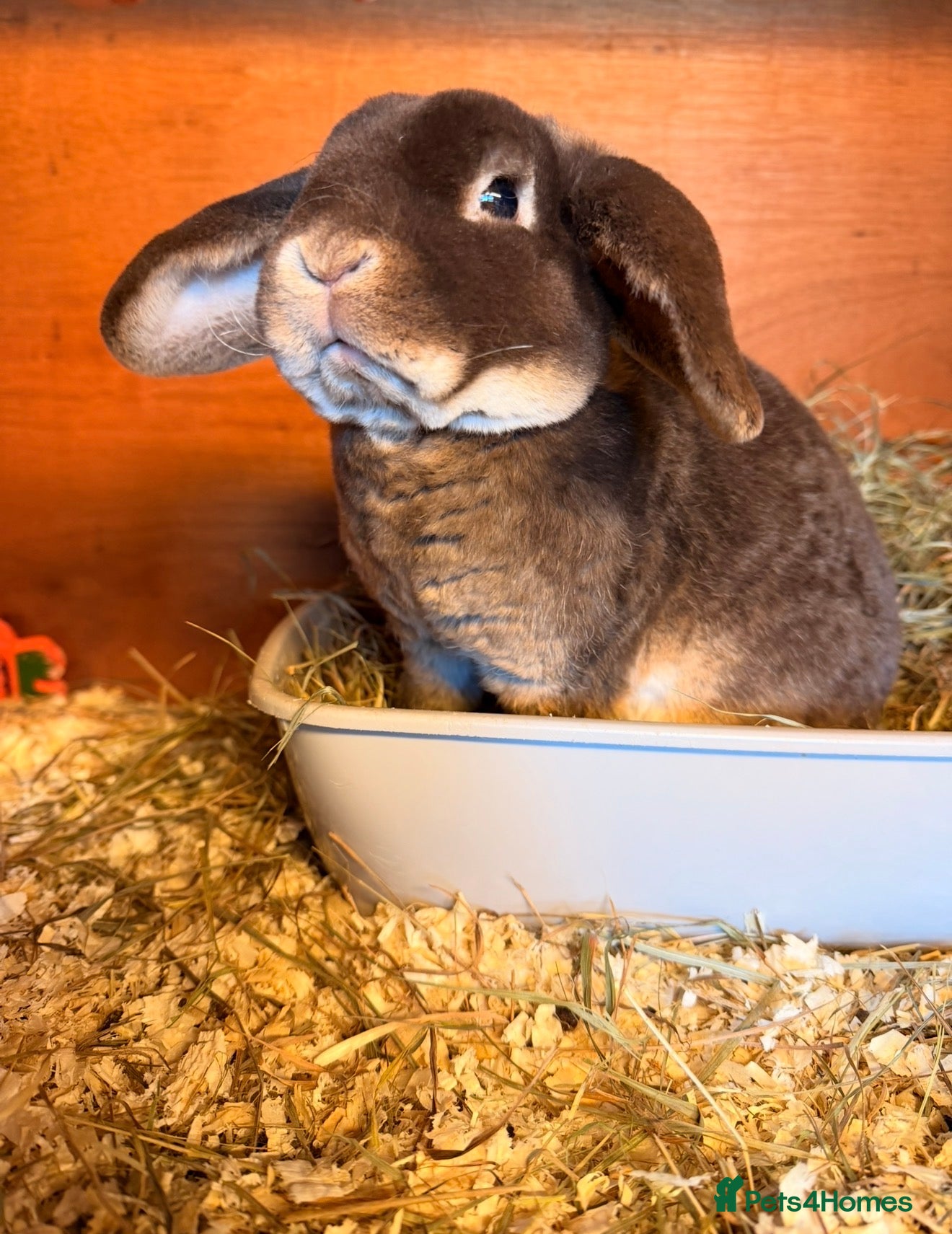 Mini Lop rabbits for sale: Mini lops looking for new homes  - Advert 1