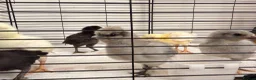 Mixed Breed birds for sale: 🐣 [Show-Quality & Healthy Chicks for Sale] - Advert 10