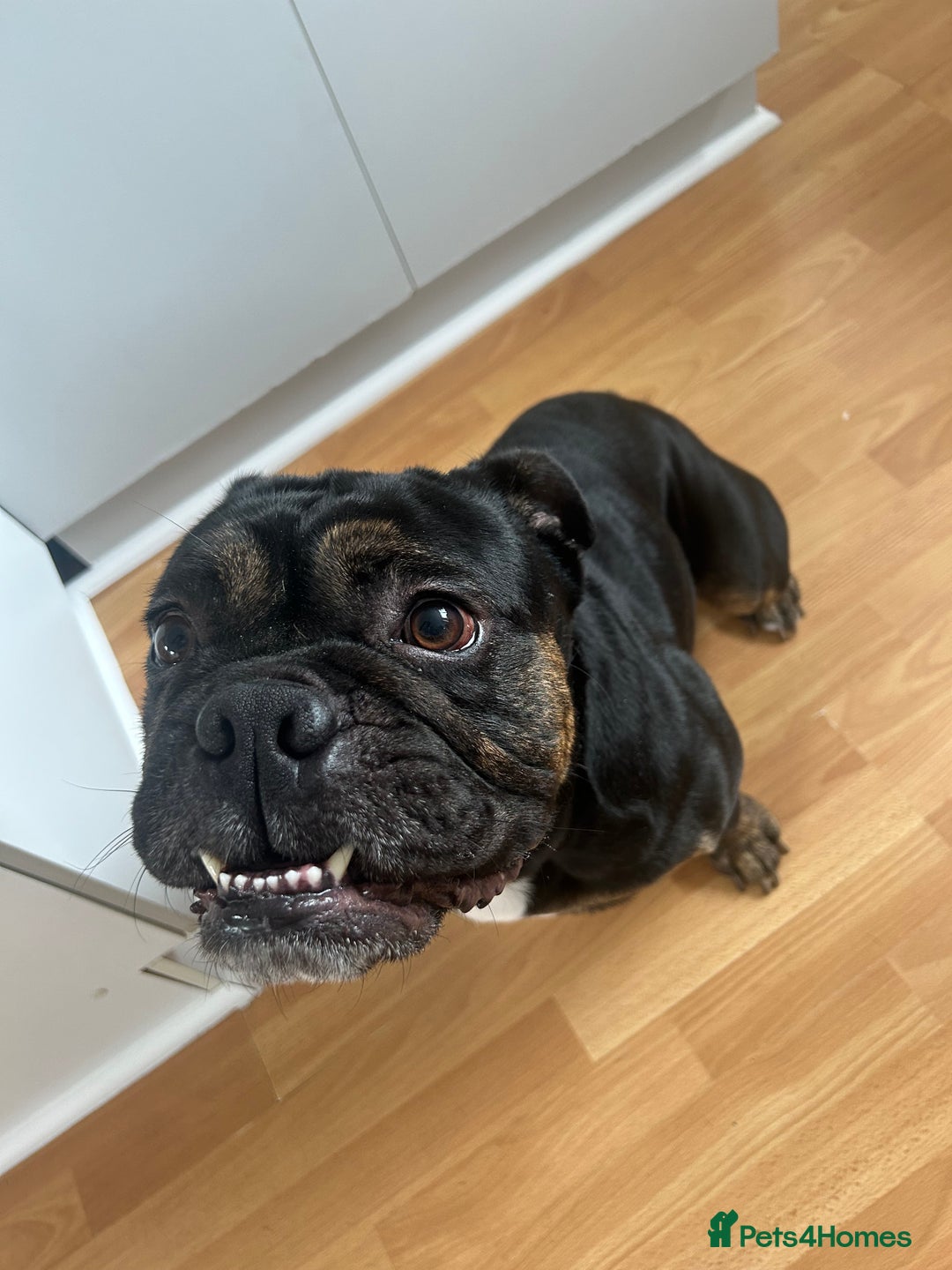 Old Tyme Bulldog dogs for stud: Beautiful TRINDLE OLD TYME BULLDOG💙👀 - Image 2