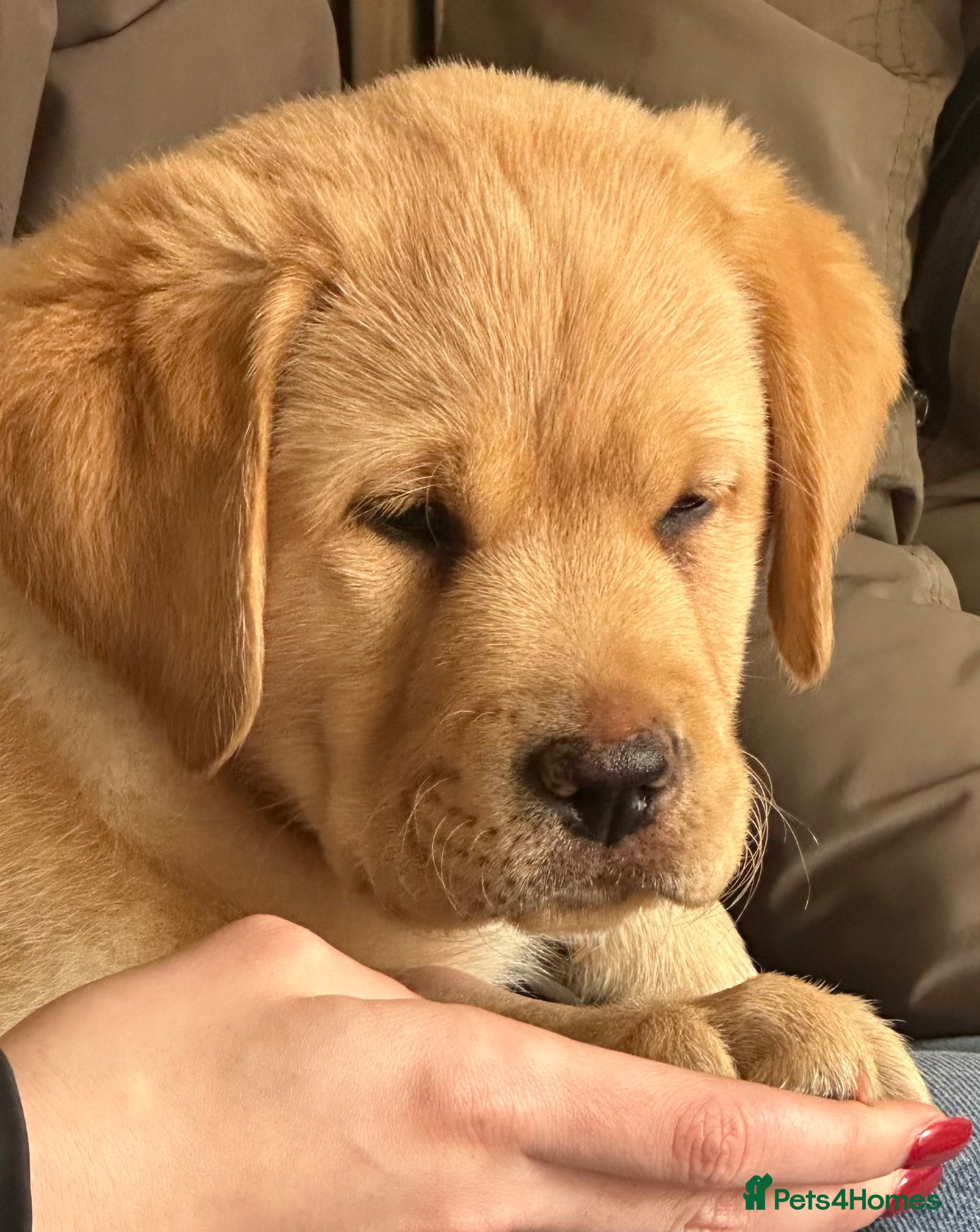 Labrador Retriever dogs Show bred chunky pups  - Advert 11