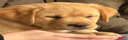 Labrador Retriever dogs for sale: Show bred chunky pups  - Advert 1