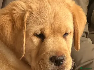 Labrador Retriever dogs Show bred chunky pups - Advert 11