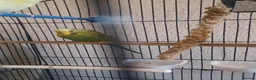 Budgerigars birds for sale: Bugdies for sale in Halifax - Advert 5
