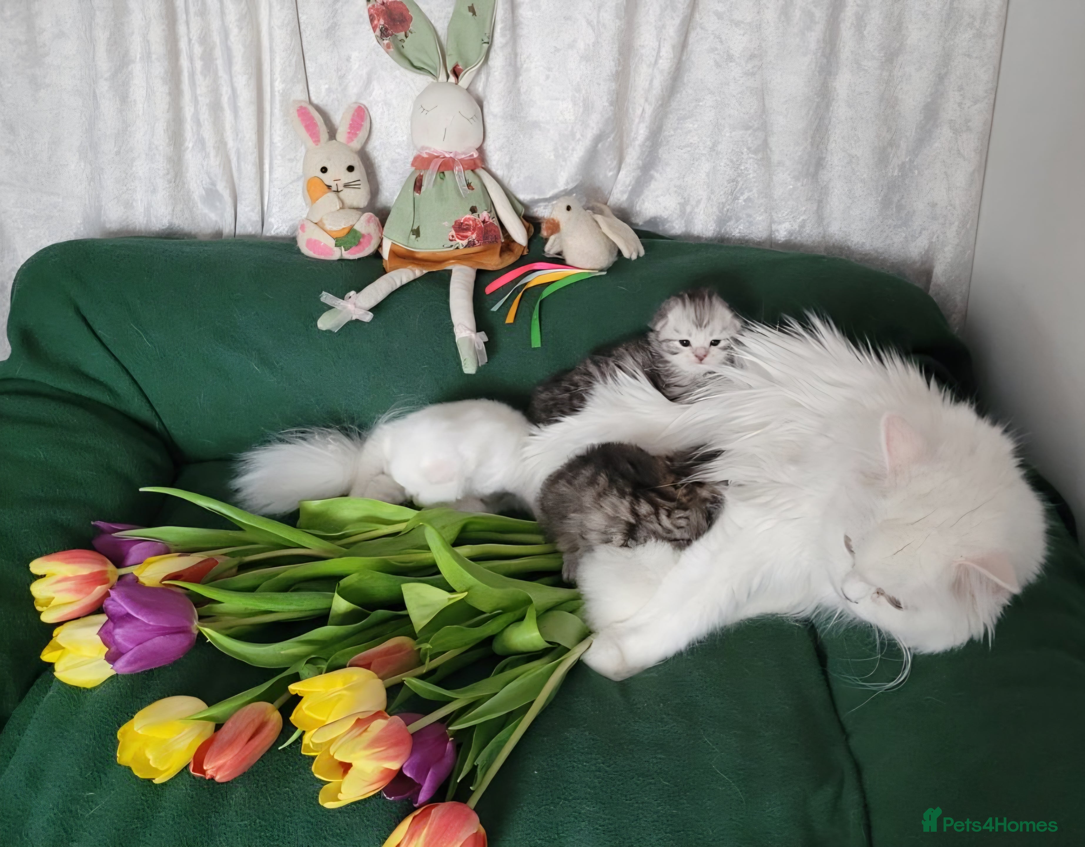 British Longhair cats British Longhair and Shorthair. Pure white & tabby - Advert 2