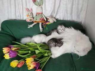 British Longhair cats British Longhair and Shorthair. Pure white & tabby - Advert 7