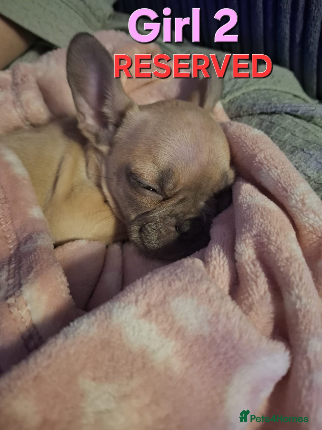 French Bulldog dogs for sale: STUNNING   !French Bulldog Litter!  - Image 9