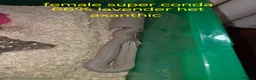 Mixed Breed reptiles for sale: Reptile collection up for sale - Advert 16