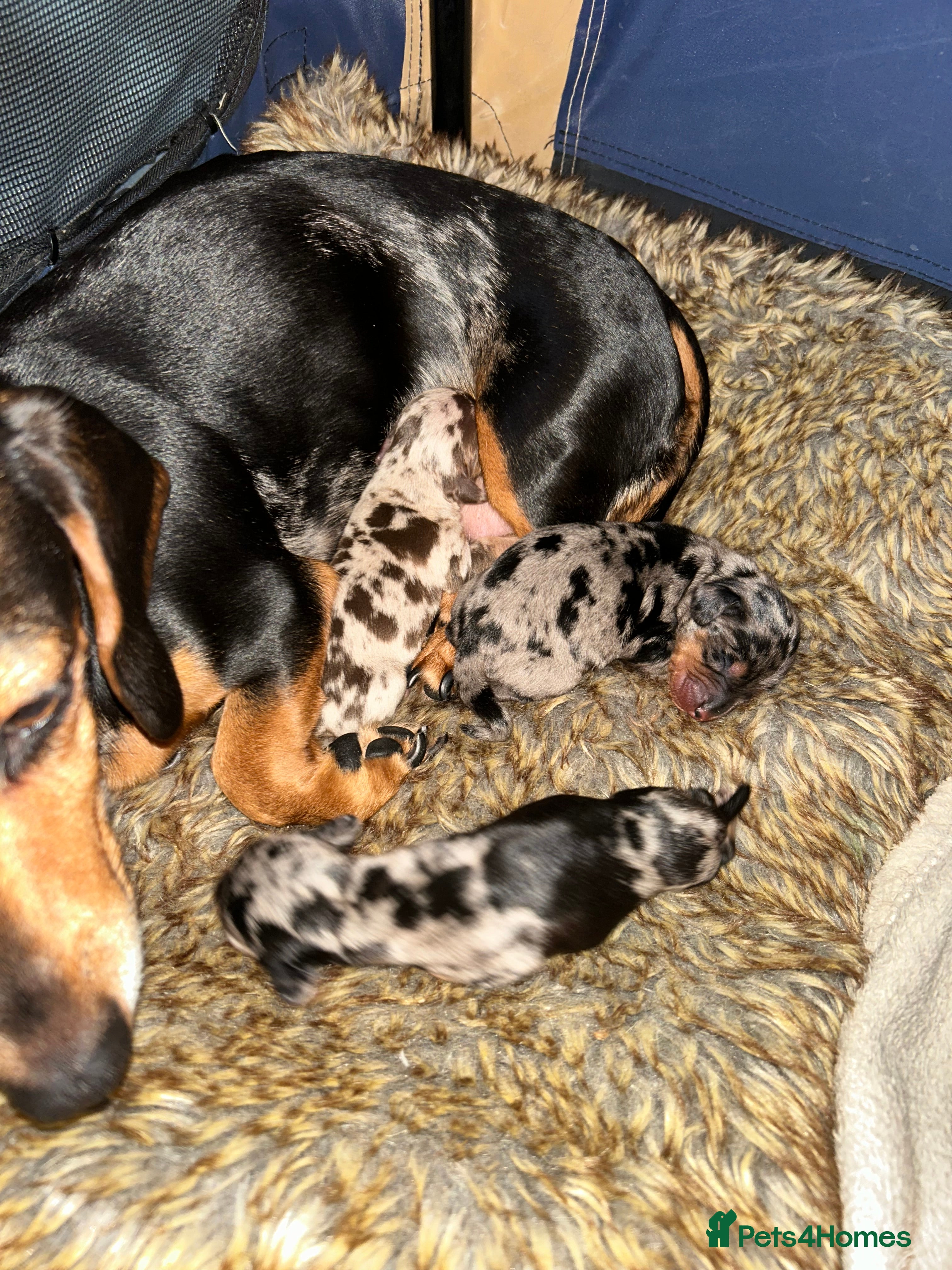 Miniature Dachshund dogs 2 stunning miniature dachshunds 🔆 - Advert 1