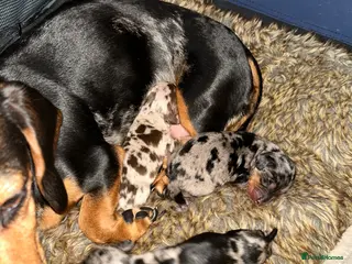 Miniature Dachshund dogs 2 stunning miniature dachshunds 🔆 - Advert 16