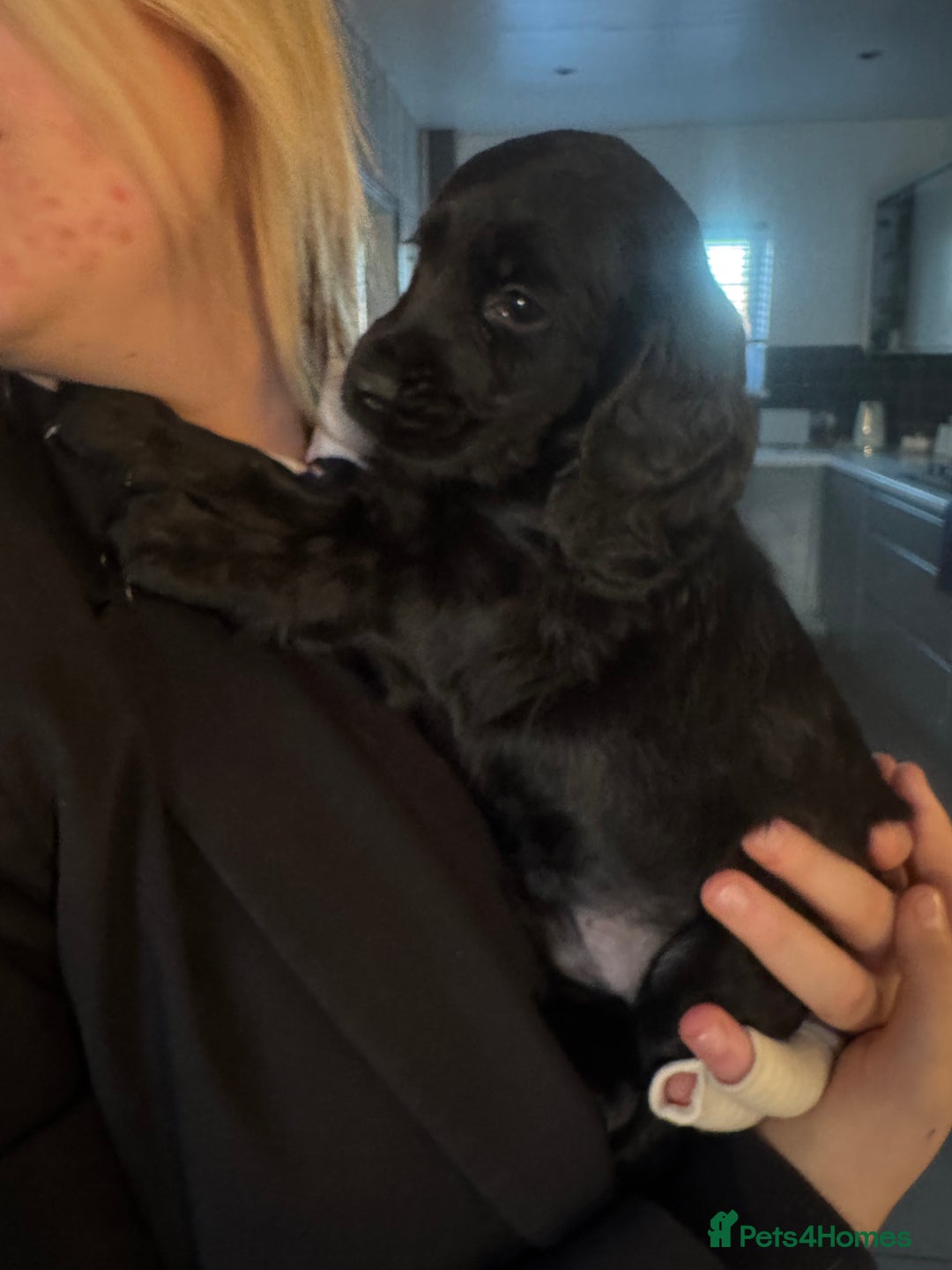 Cockapoo dogs for sale: Beautiful black F1B cockapoo boy ready next week  - Advert 10