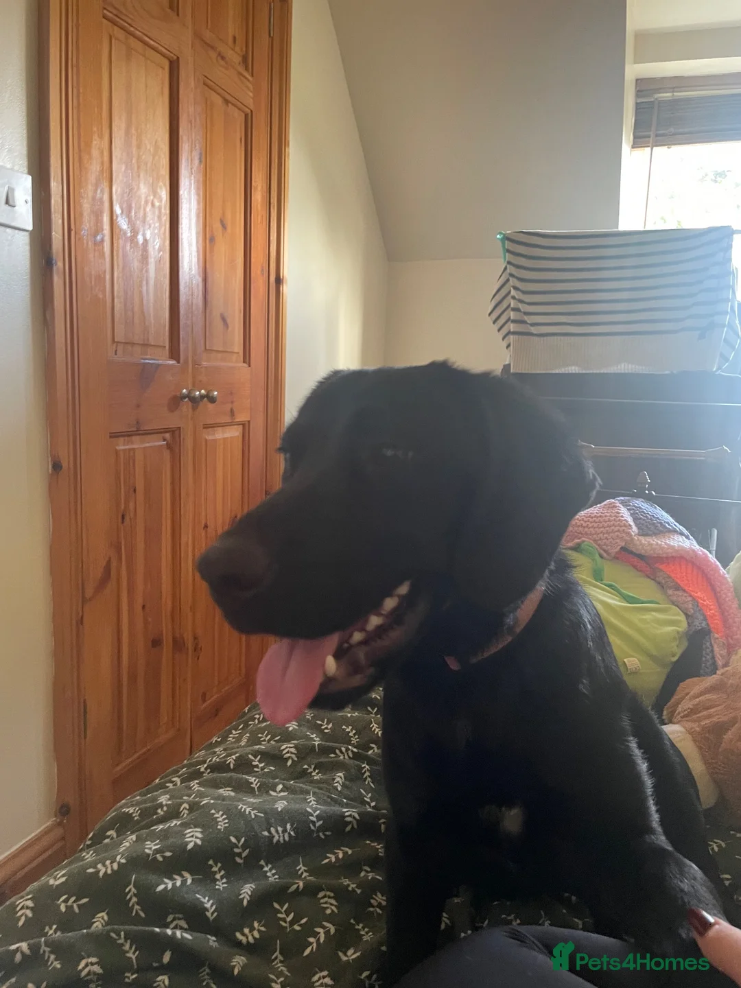 Mixed Breed dogs for sale: Pippa The Springador - Advert 7