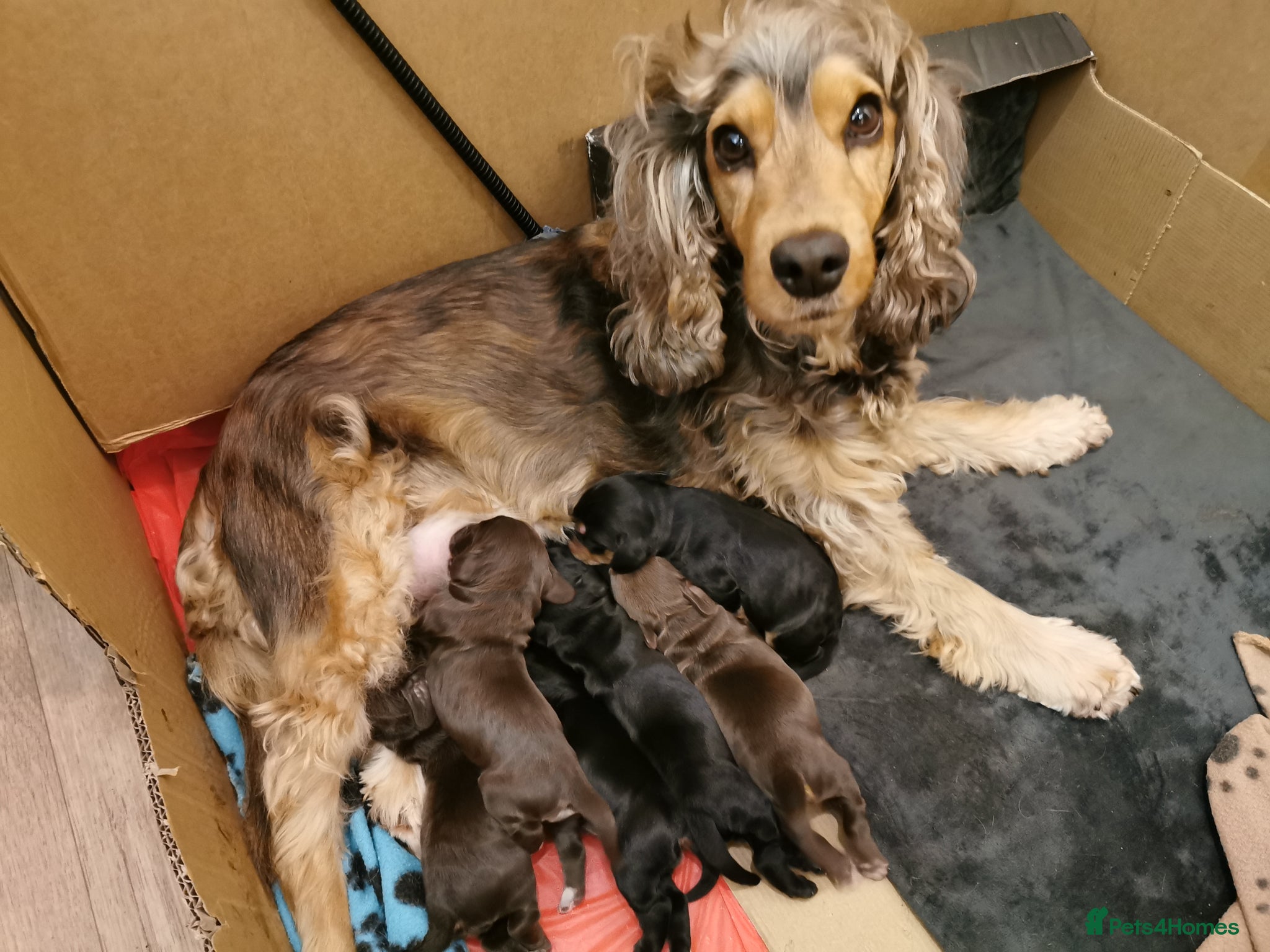 Cocker Spaniel dogs Show Cocker Spaniel Puppies for sale  - Advert 13
