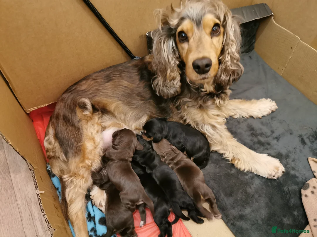 Cocker Spaniel dogs for sale: Show Cocker Spaniel Puppies for sale  in Lincoln - Advert 1