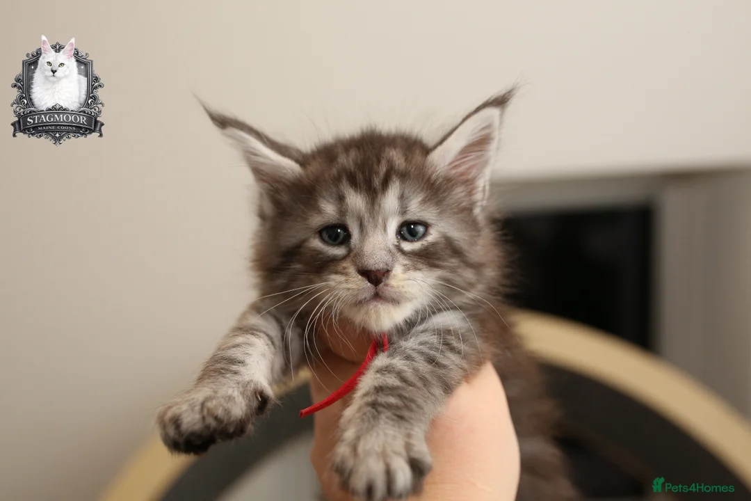 Maine Coon cats for stud: European Championship Carries Shaded GCCF & TICA - Advert 7