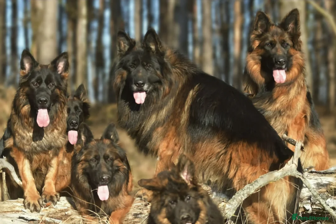 German Shepherd dogs for sale: German shepherd long hair strach back - Advert 8