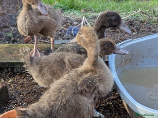 Ducks poultry 4 ducklings looking for homen - Advert 1