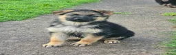 German Shepherd dogs for sale: Gorgeous German shepherd puppies - Advert 7