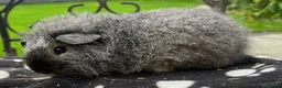 Guinea Pig rodents for sale: Gorgeous Cali bred guinea pigs.  - Advert 5
